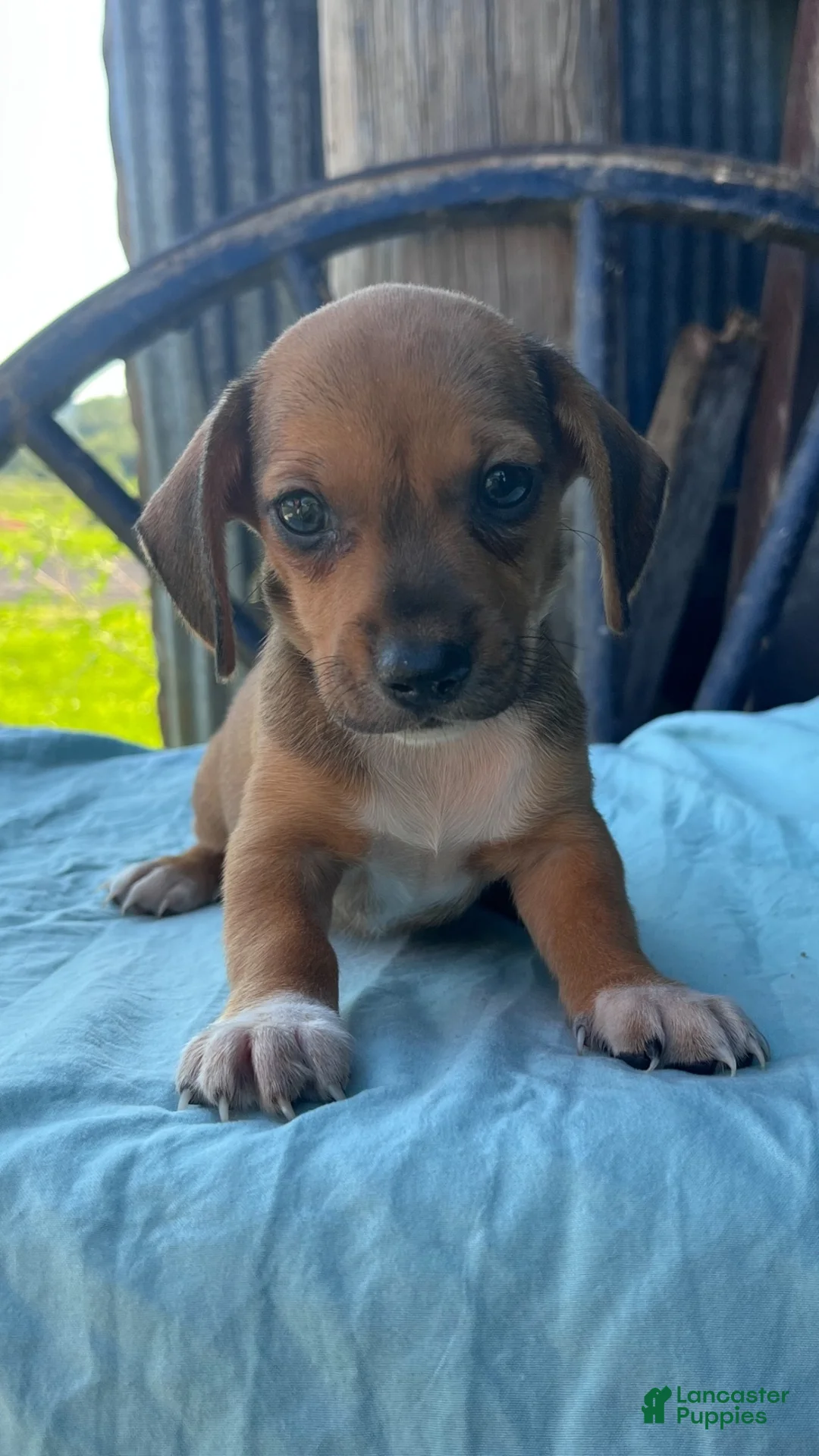 Miniature Dachshund dogs for sale: Polo - Ad 1