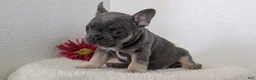 French Bulldog dogs for sale: Turbo - Ad 6
