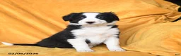 Border Collie dogs for sale: Wafer - Ad 2