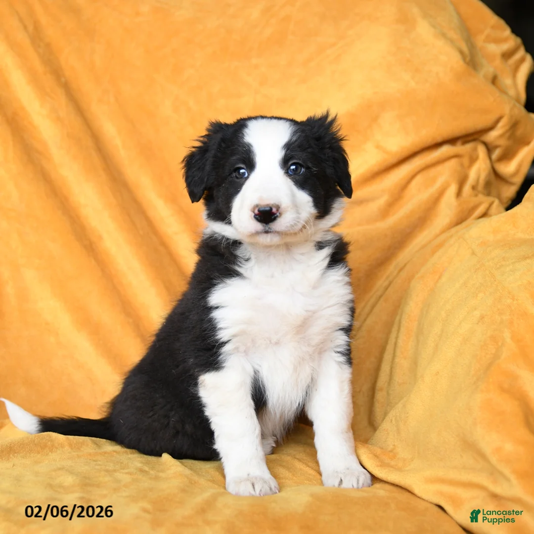 Border Collie dogs for sale: Wafer - Ad 2