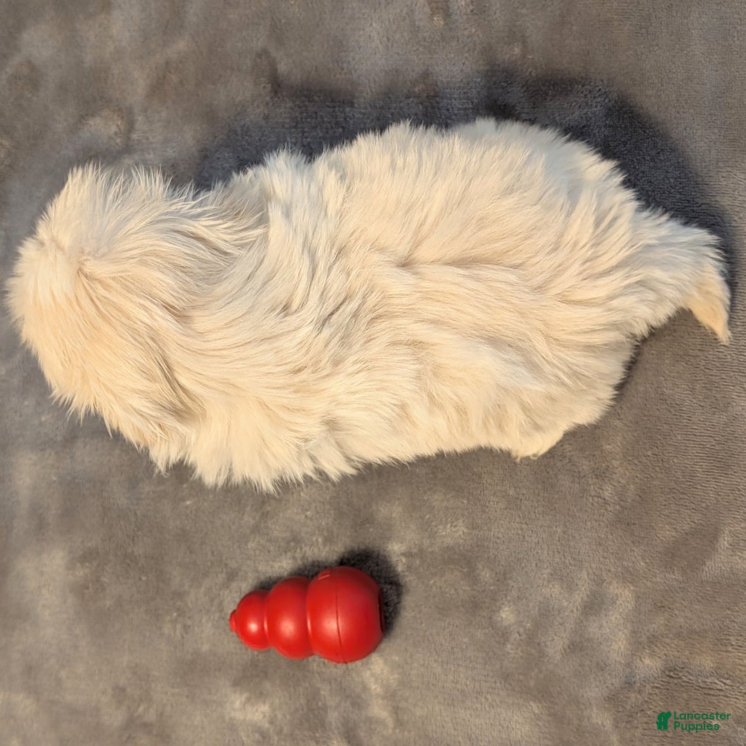 Shih Tzu dogs for sale: Sparrow - Ad 6