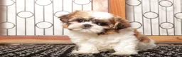 Shih Tzu dogs for sale: Bell - Ad 1
