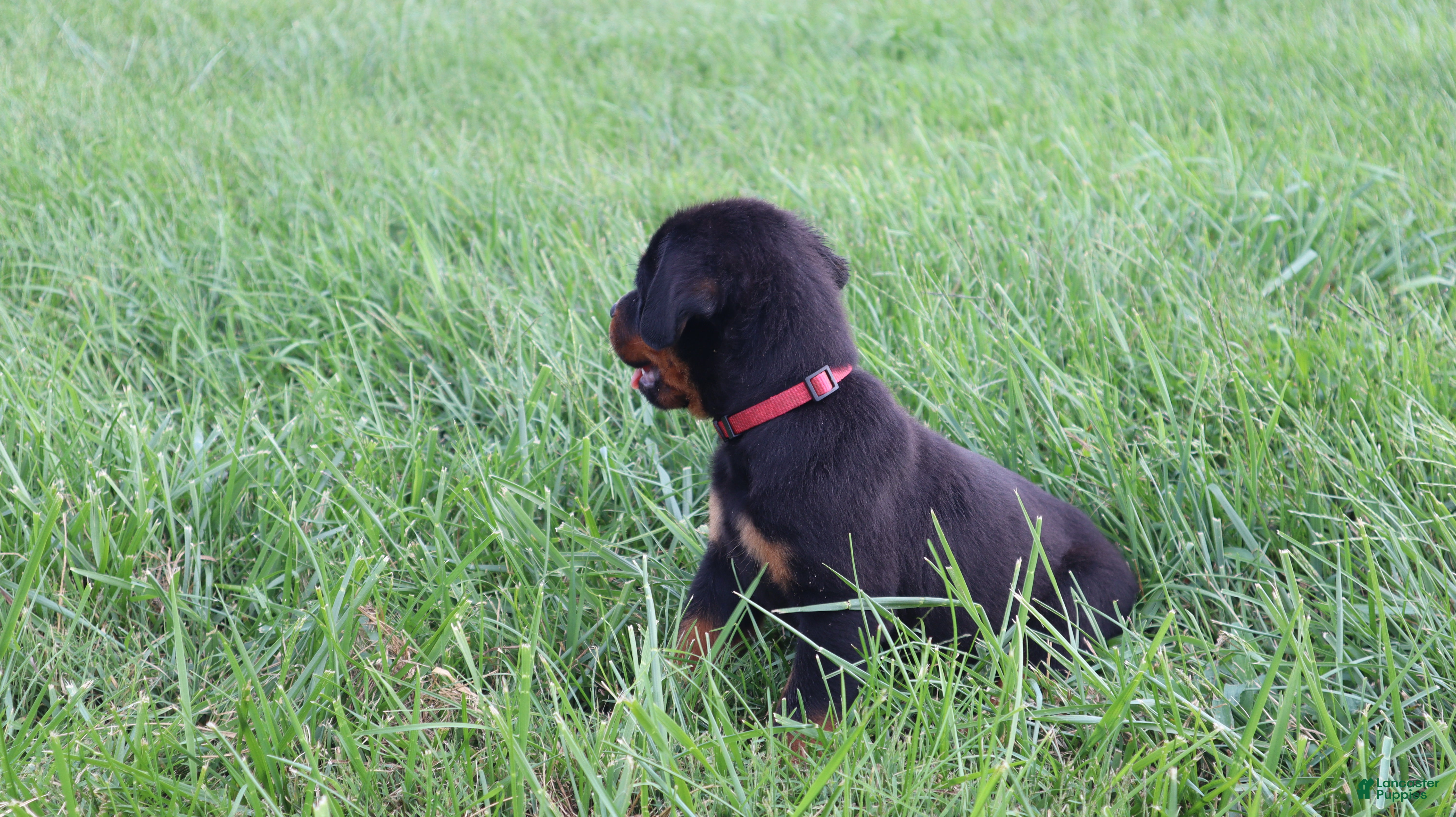 Rottweiler dogs Brock - Ad 2