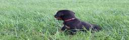 Rottweiler dogs for sale: Brock - Ad 2