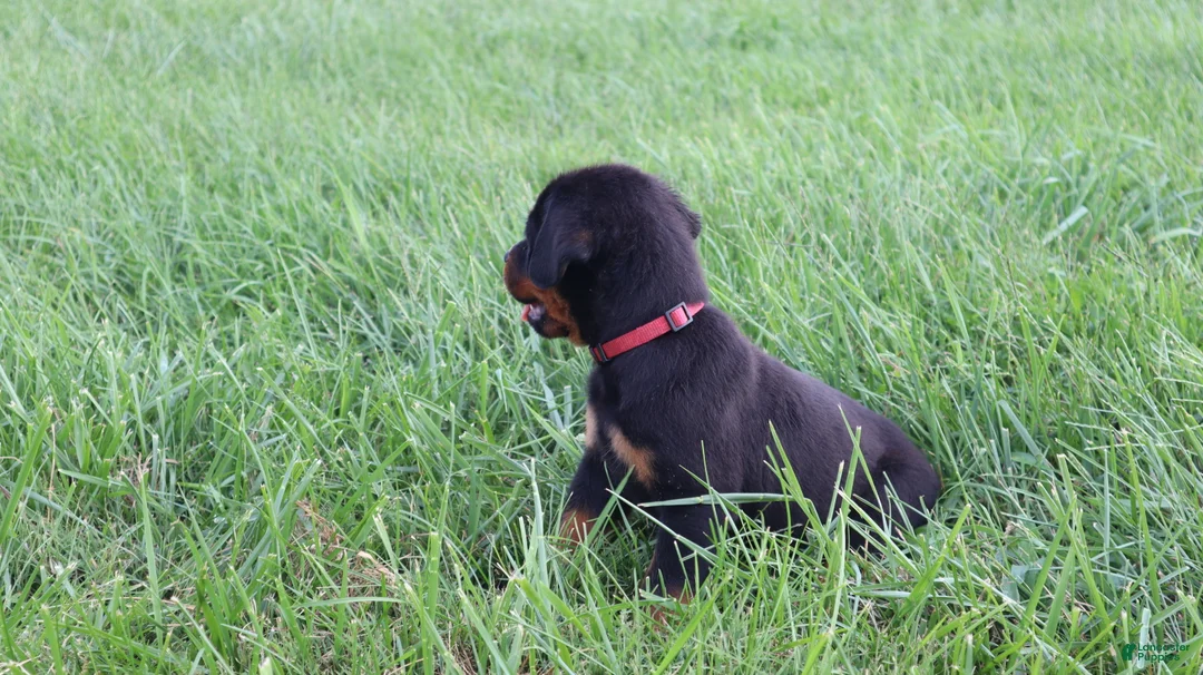 Rottweiler dogs for sale: Brock - Ad 2