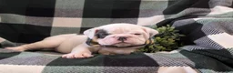 English Bulldog dogs for sale: Talbot - Ad 10