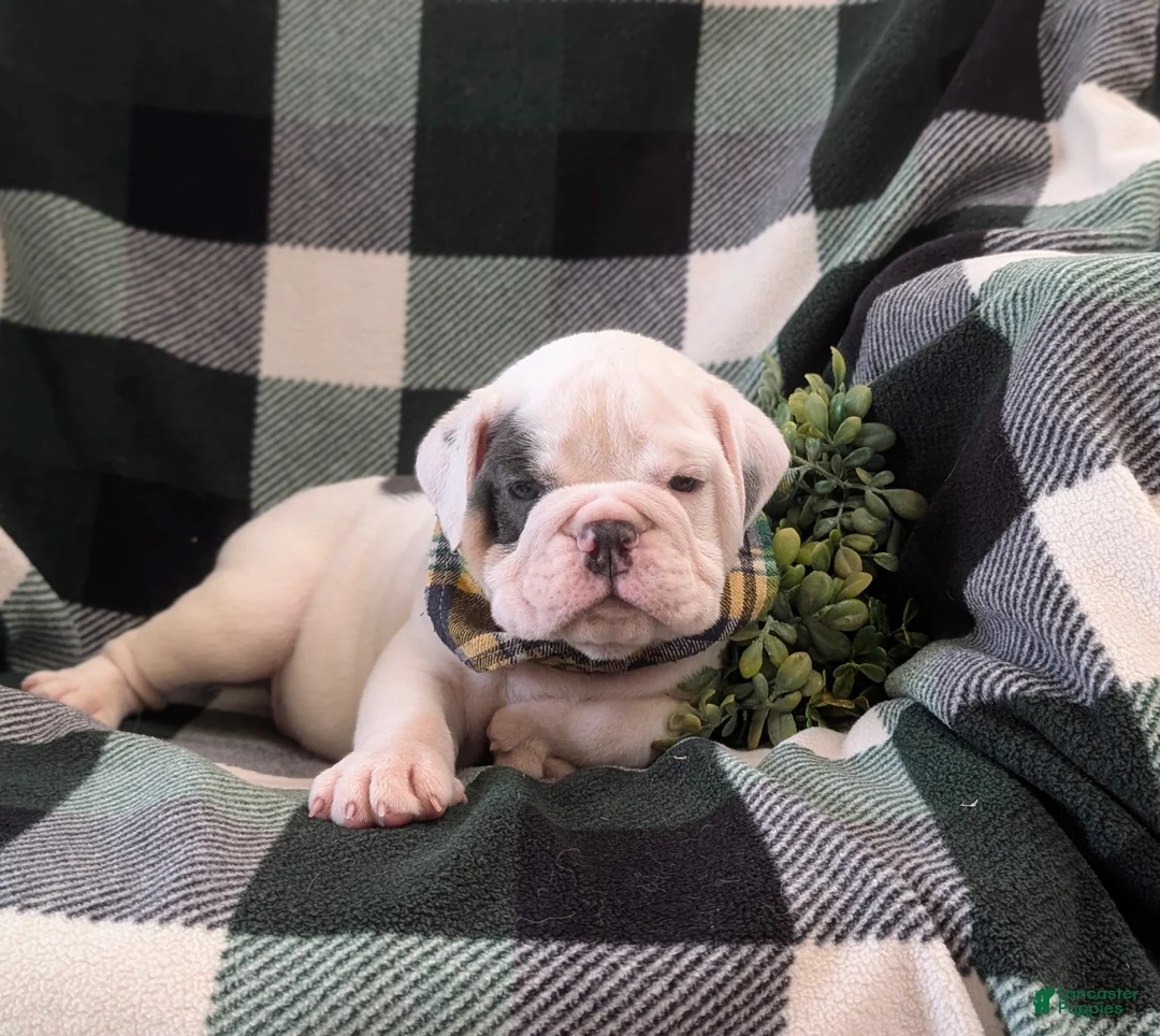 English Bulldog dogs for sale: Talbot - Ad 10