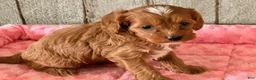 Cavapoo dogs for sale: Lilly - Ad 5