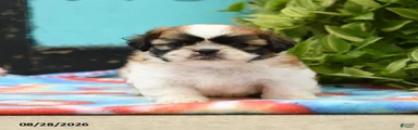 Angelo