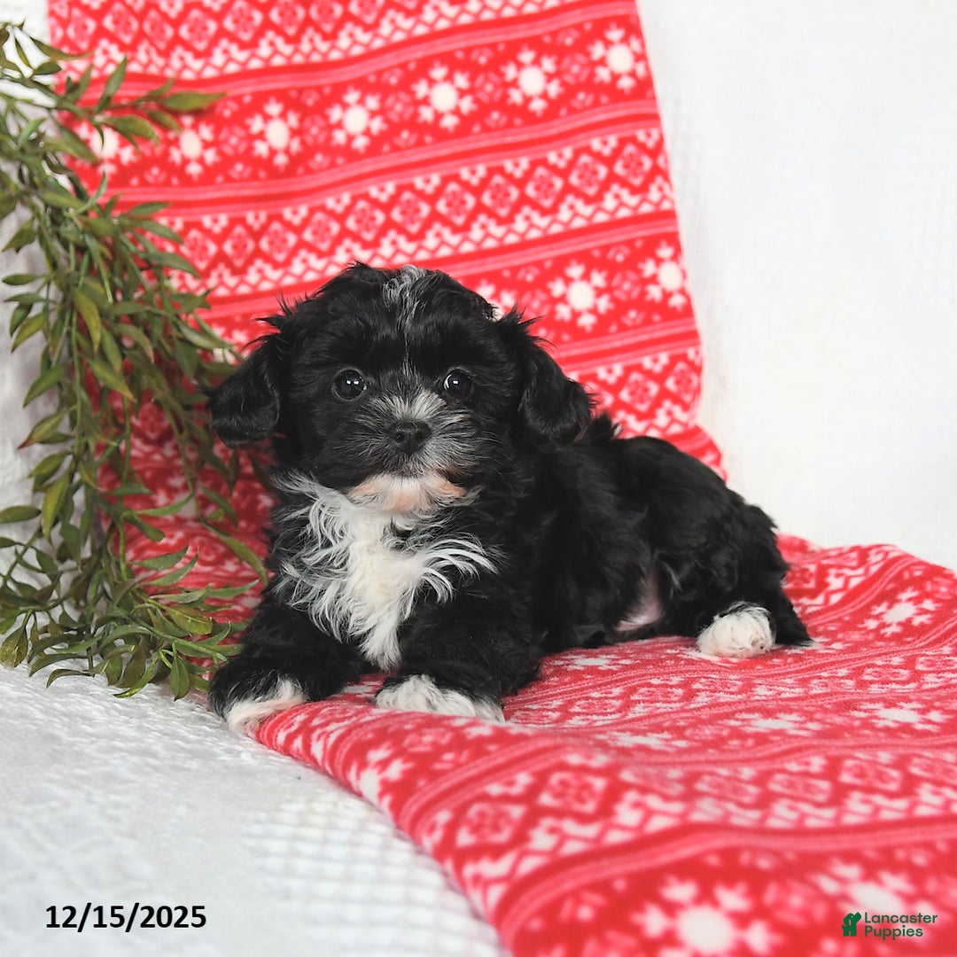 Mixed Breed dogs for sale: Mandy - Ad 4