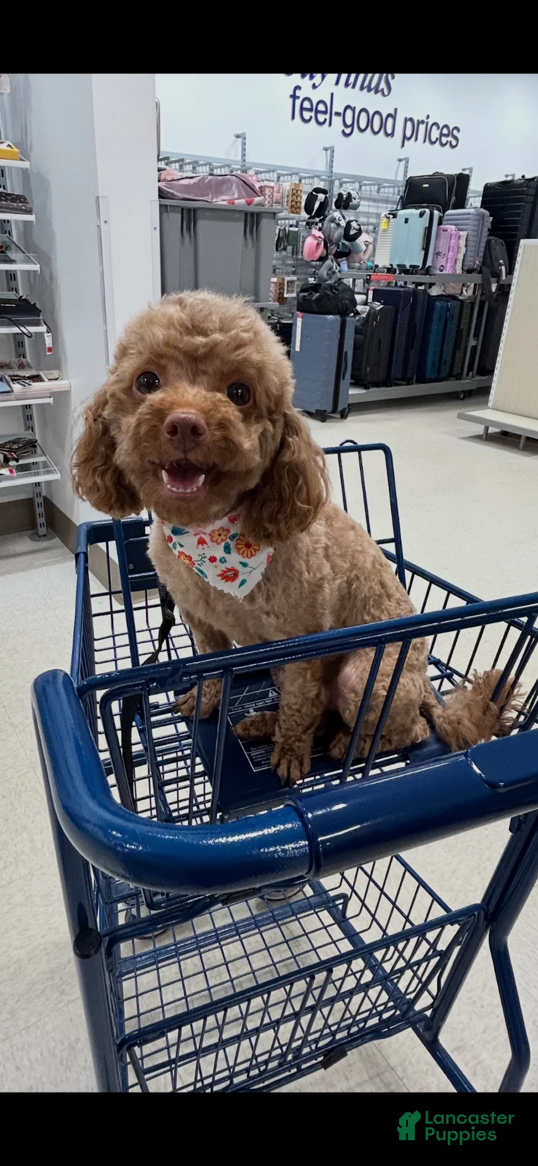 Toy Poodle dogs for sale: Colby Jack - Ad 11