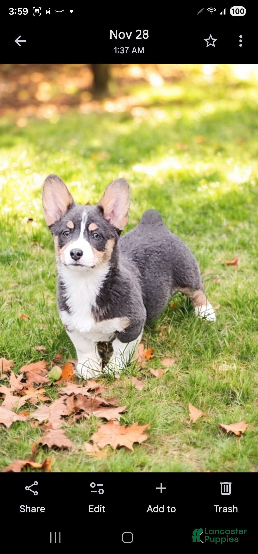 Welsh Corgi Pembroke dogs for sale: Apple Bluie - Ad 13