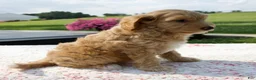 Aussiedoodle dogs for sale: Annie - Ad 4