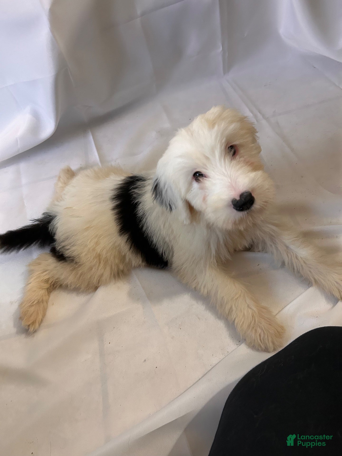Old English Sheepdog dogs Old English Sheepdog 6 - Ad 3