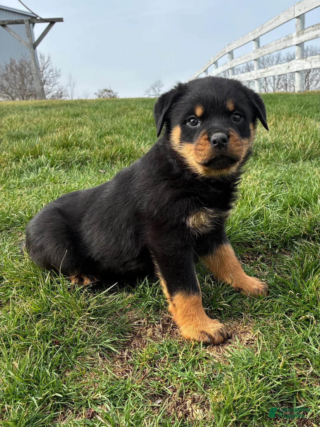 Rottweiler dogs for sale: Brianna - Ad 1