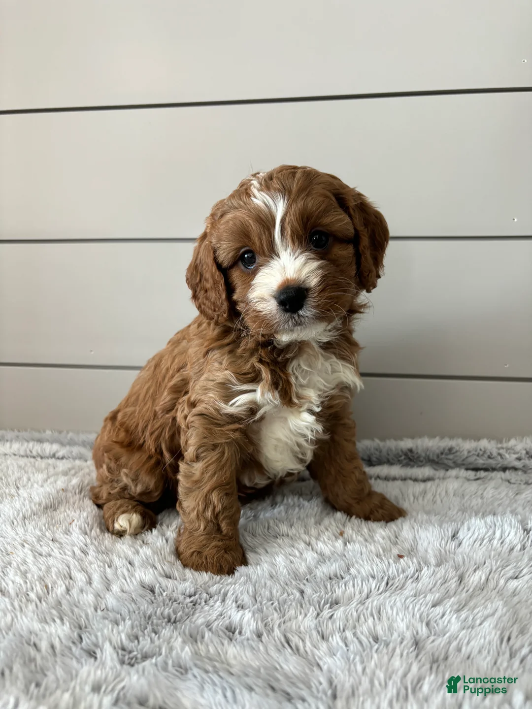 Cavapoo dogs for sale: Sky - Ad 4