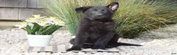 German Shepherd dogs for sale: Caleb - Ad 1