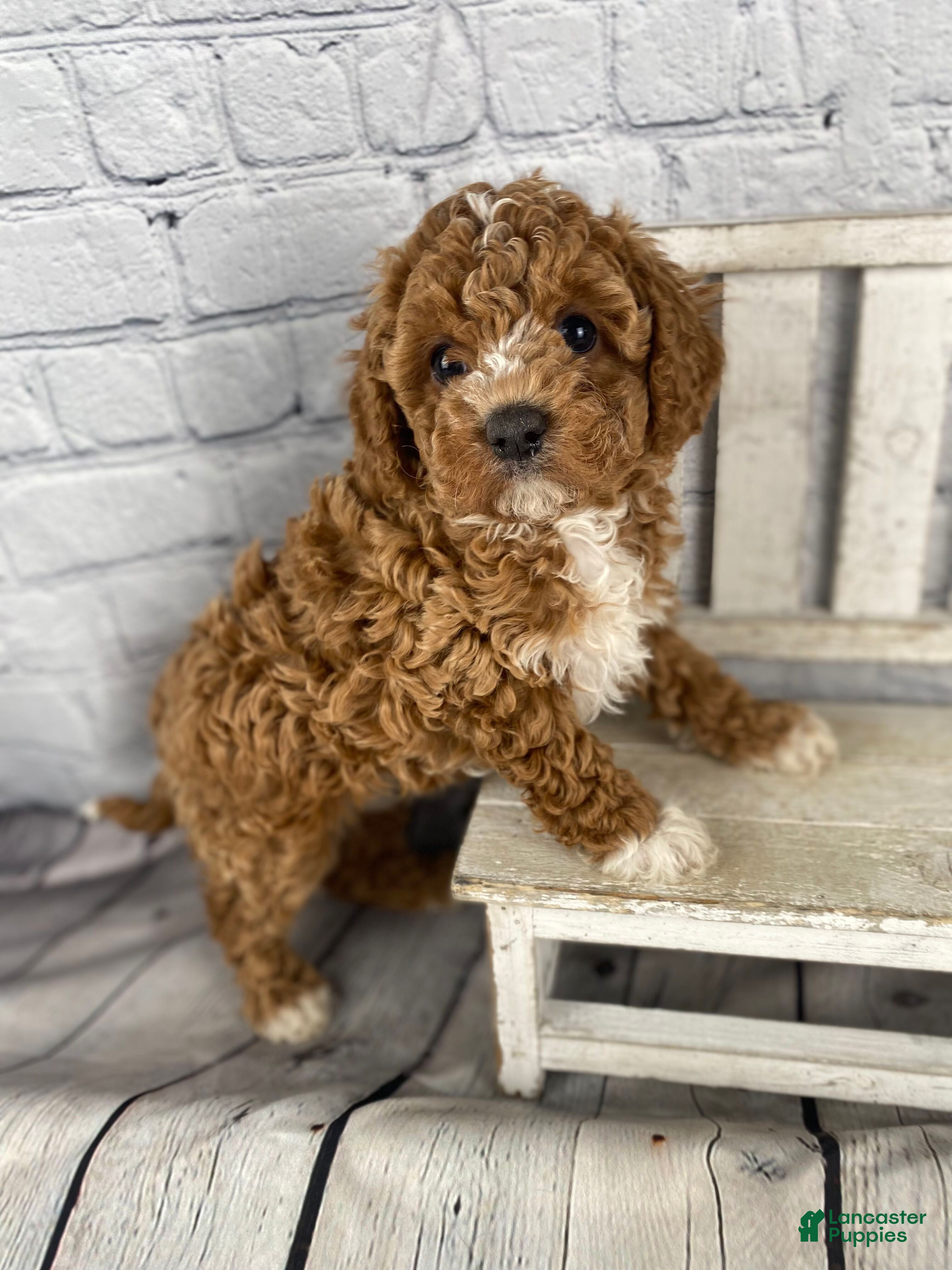 Cavapoo dogs Joy - Ad 1