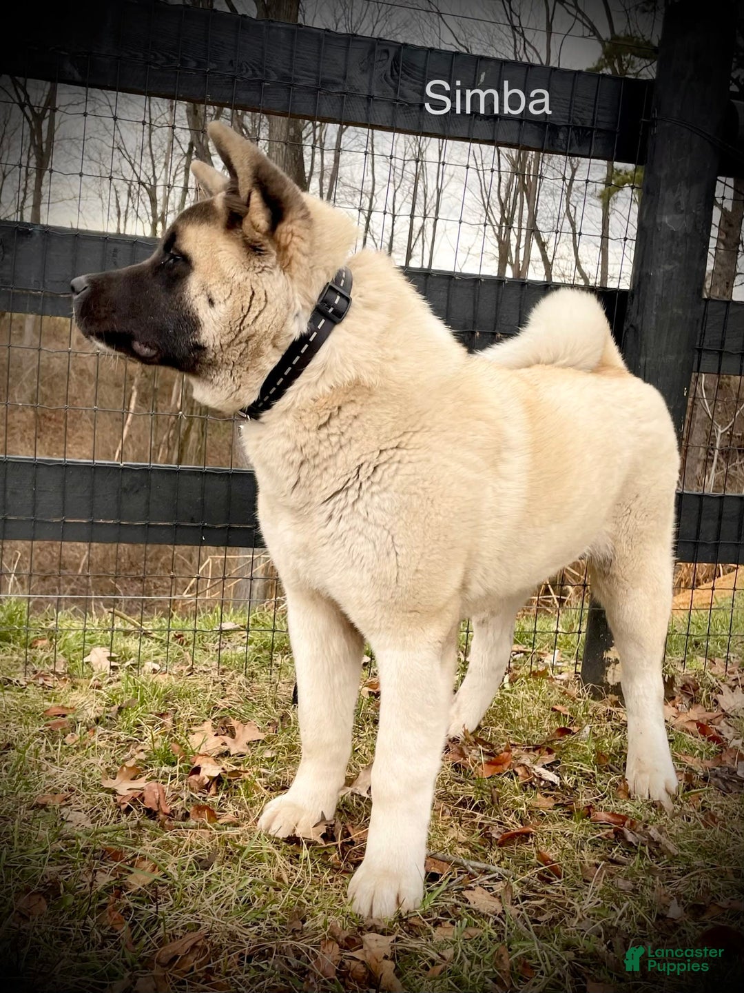 Gallery Image {{count}}