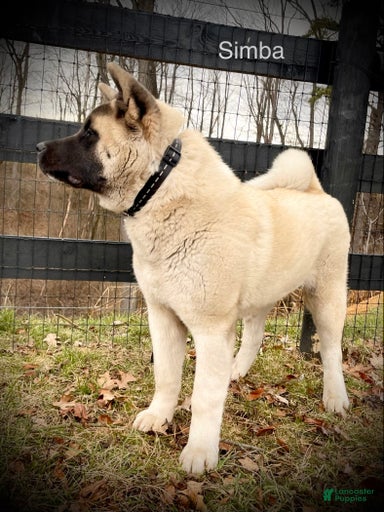 Gallery Image {{count}}