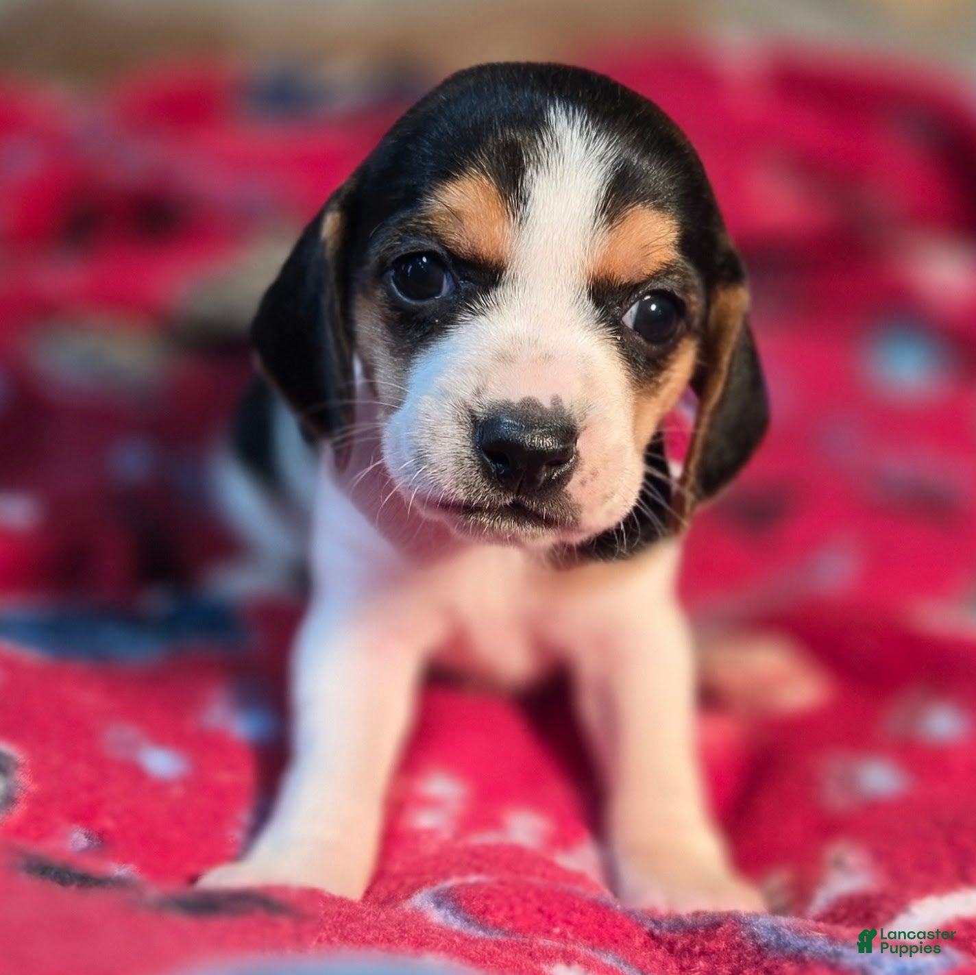 Beagle dogs Clove Queen Elizabeth Pocket Beagle - Ad 39