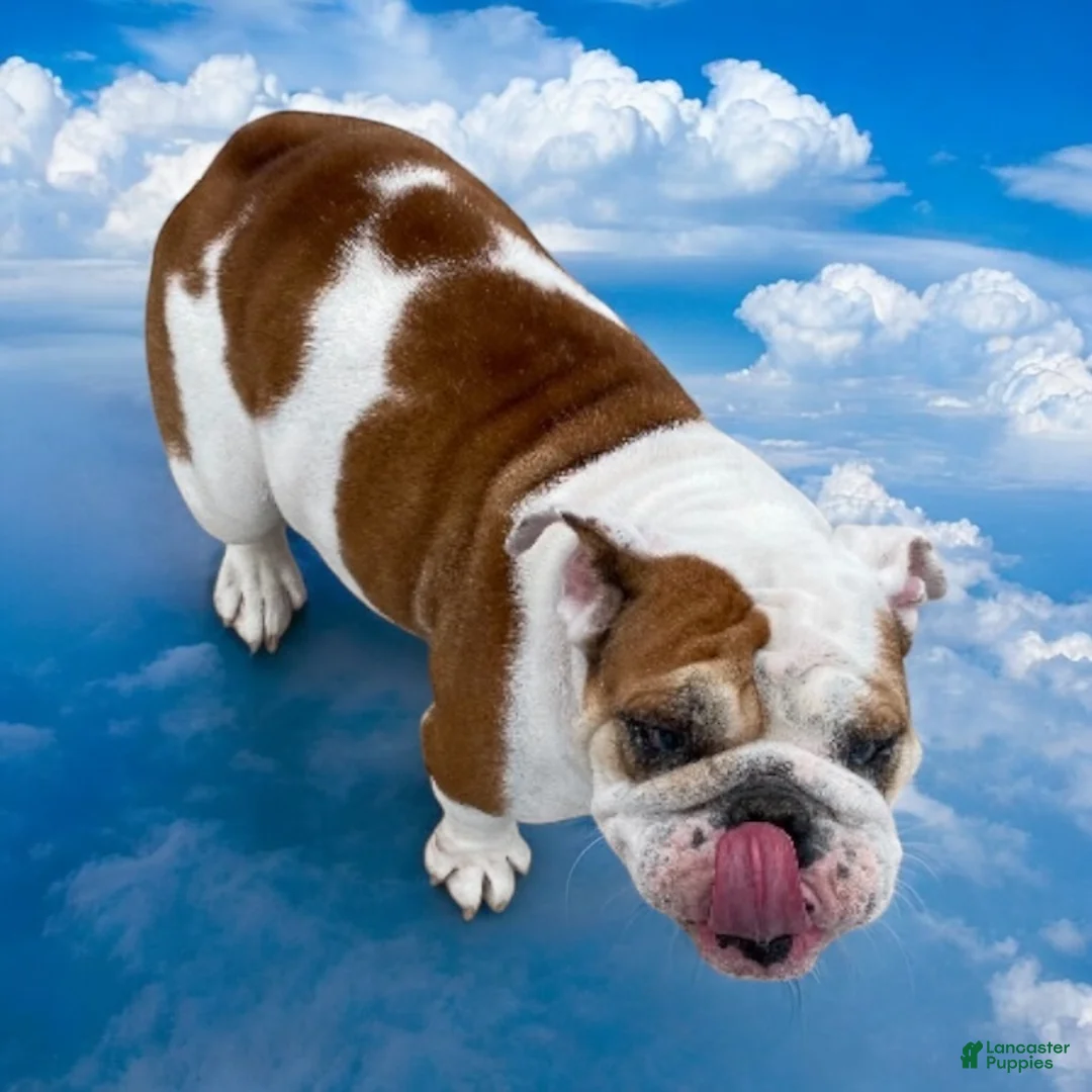 English Bulldog dogs for sale: Bubby - Ad 3