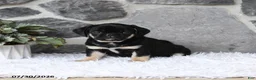 Pug dogs for sale: Bingo - Ad 2