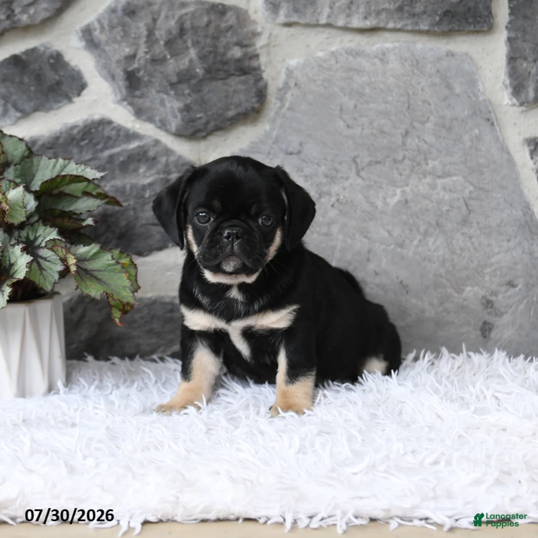 Pug dogs for sale: Bingo - Ad 2
