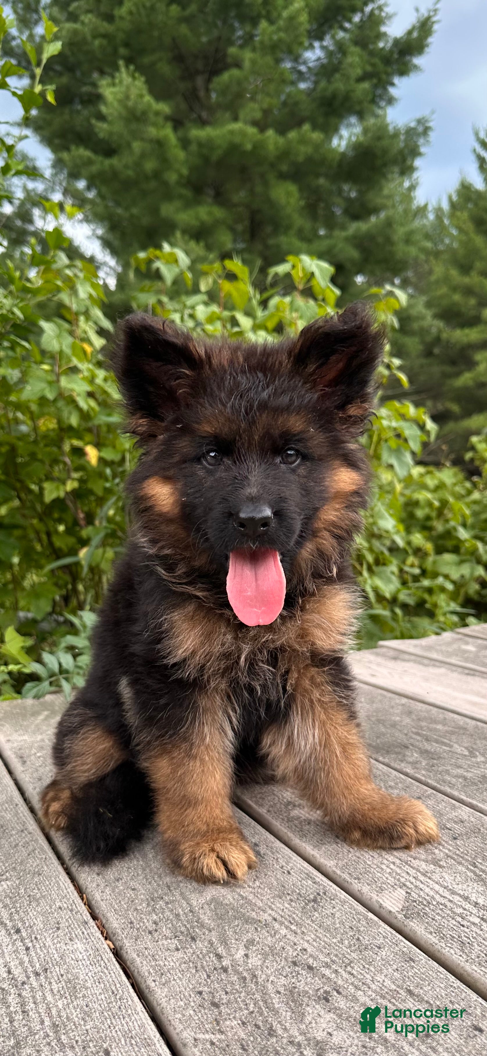 German Shepherd dogs Fluff - Ad 1