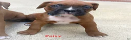 Boxer dogs for sale: Daisy Boxer Puppy 2 - Ad 1