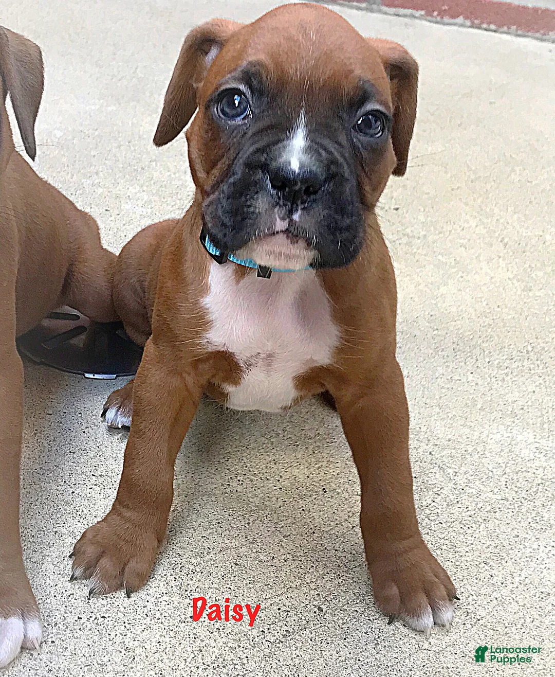 Boxer dogs for sale: Daisy Boxer Puppy 2 - Ad 1