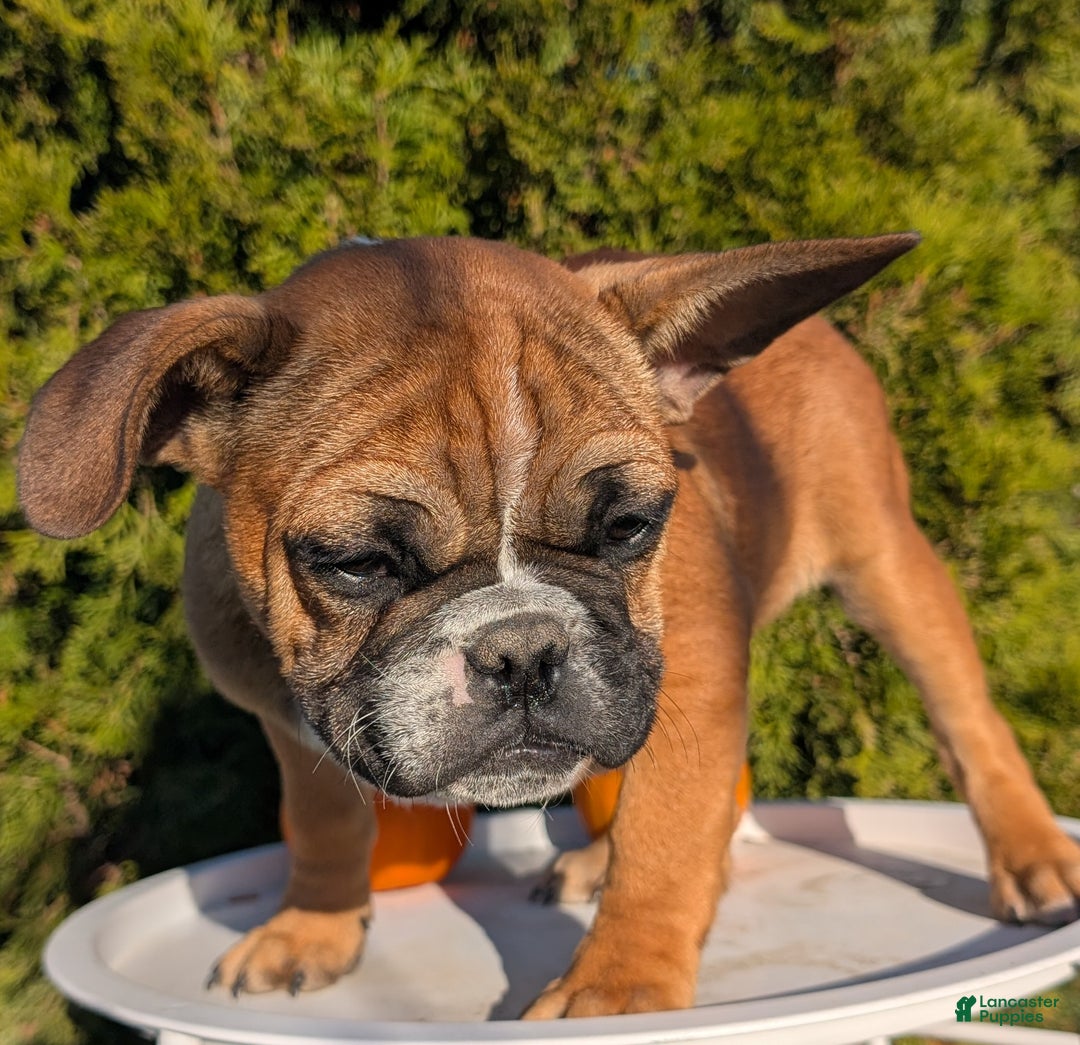 French Bulldog dogs for sale: Odin - Ad 9
