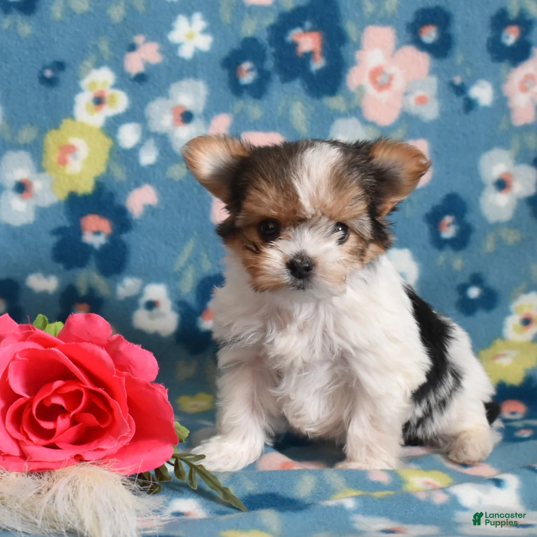 Yorkshire Terrier dogs for sale: Gemma  - Ad 1