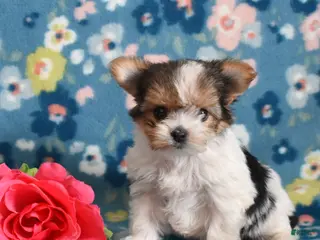 Yorkshire Terrier dogs Gemma - Ad 5