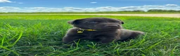 Labrador Retriever dogs for sale: Remi - Ad 13