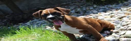 Boxer dogs for sale: Atticus - Ad 1