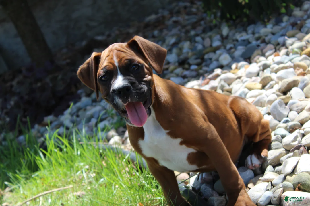 Boxer dogs for sale: Atticus - Ad 1