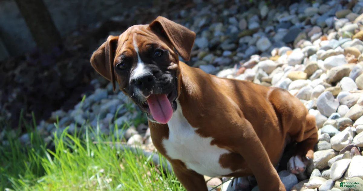 Atticus Boxer for sale in Shipshewana | Lancaster Puppies