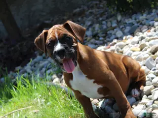 Boxer dogs for sale: Atticus - Ad 1