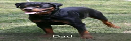 Rottweiler dogs for sale: Basil - Ad 7