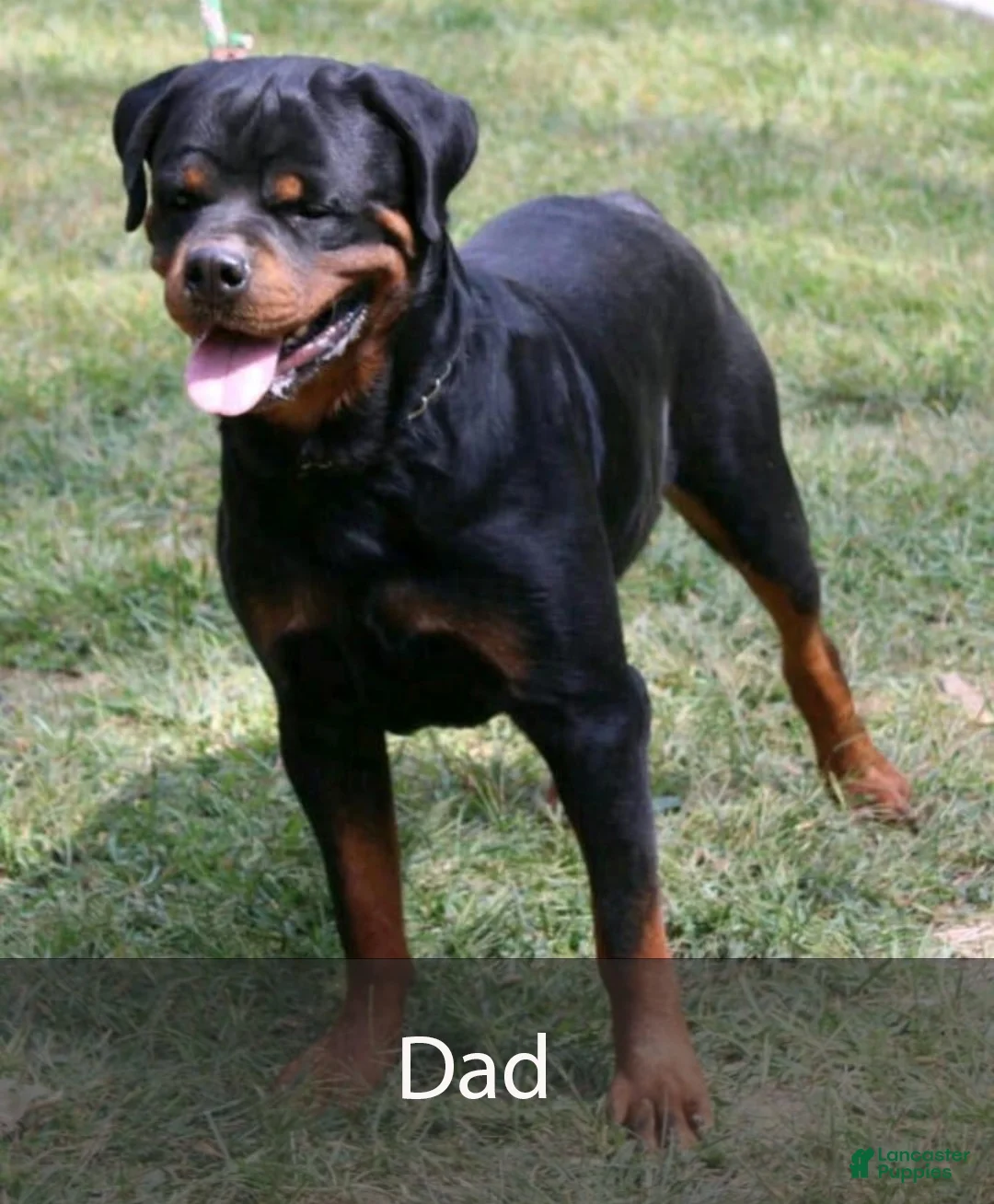 Rottweiler dogs for sale: Basil - Ad 7