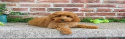 Cavapoo dogs for sale: Carson - Ad 2