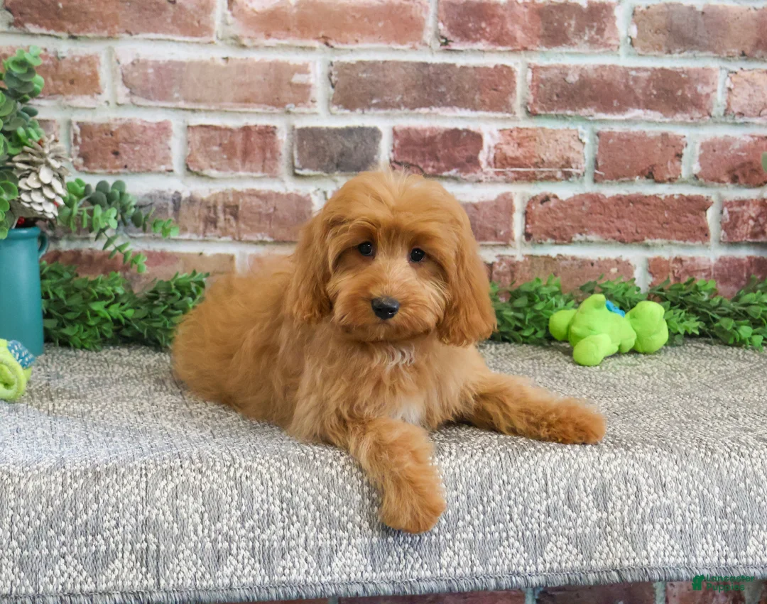 Cavapoo dogs for sale: Carson - Ad 2