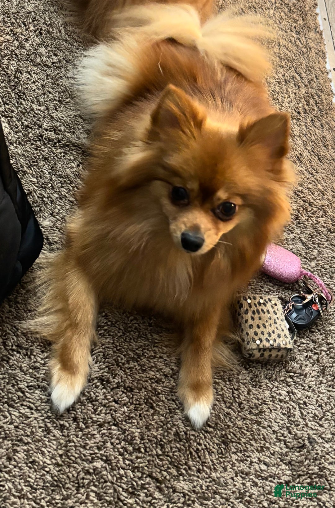 Pomeranian dogs for sale: Pomeranian Puppy 1 - Ad 2