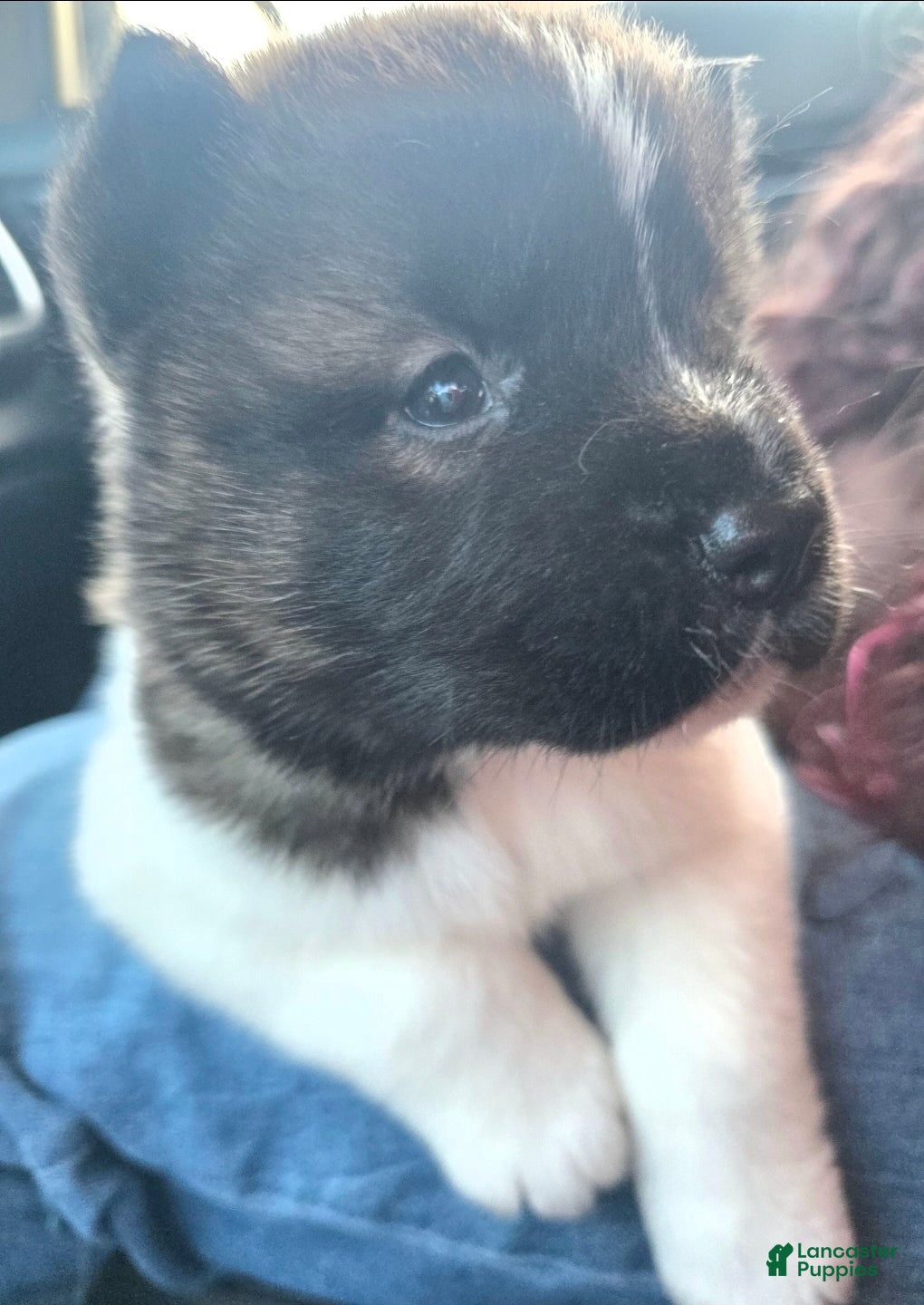 Akita dogs Ruby - Ad 21