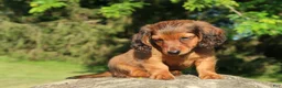 Miniature Dachshund dogs for sale: Archie - Ad 3