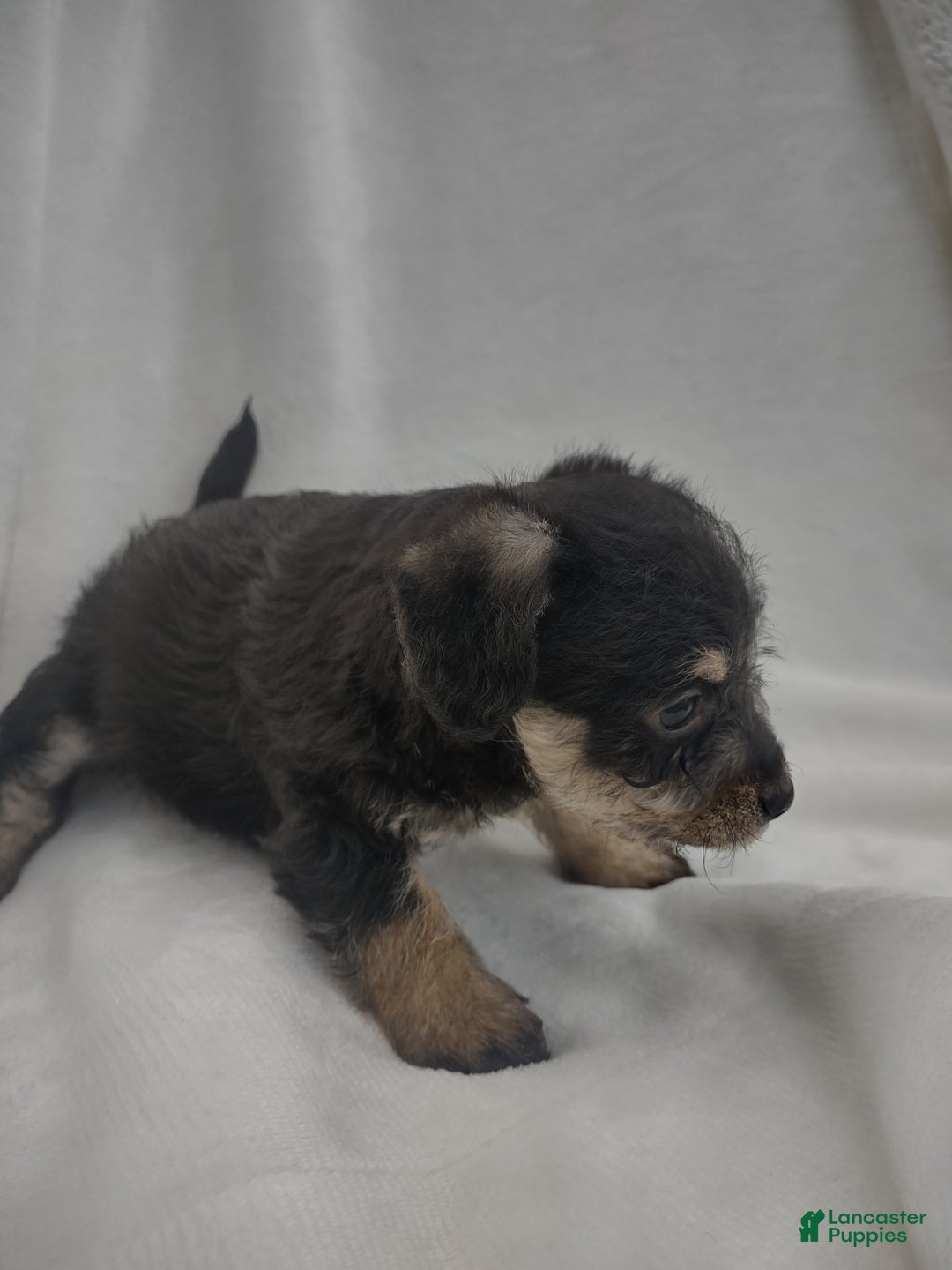 Chipoo dogs for sale: Jordin - Ad 6