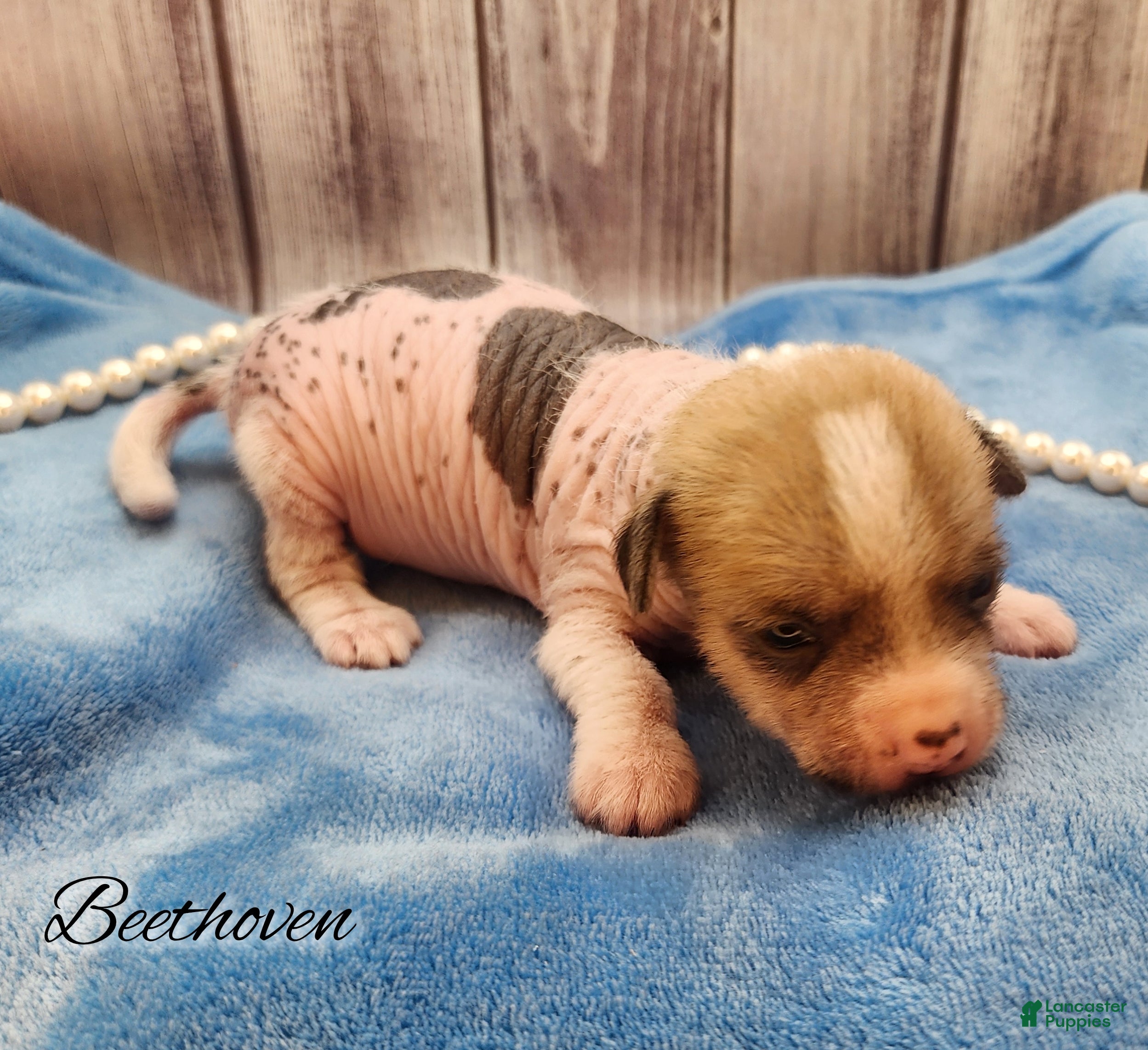 Mixed Breed dogs Beethoven - Ad 5