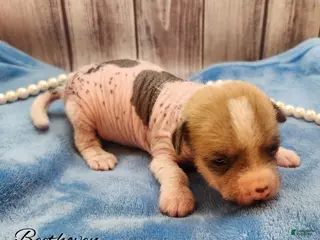 Mixed Breed dogs Beethoven - Ad 5