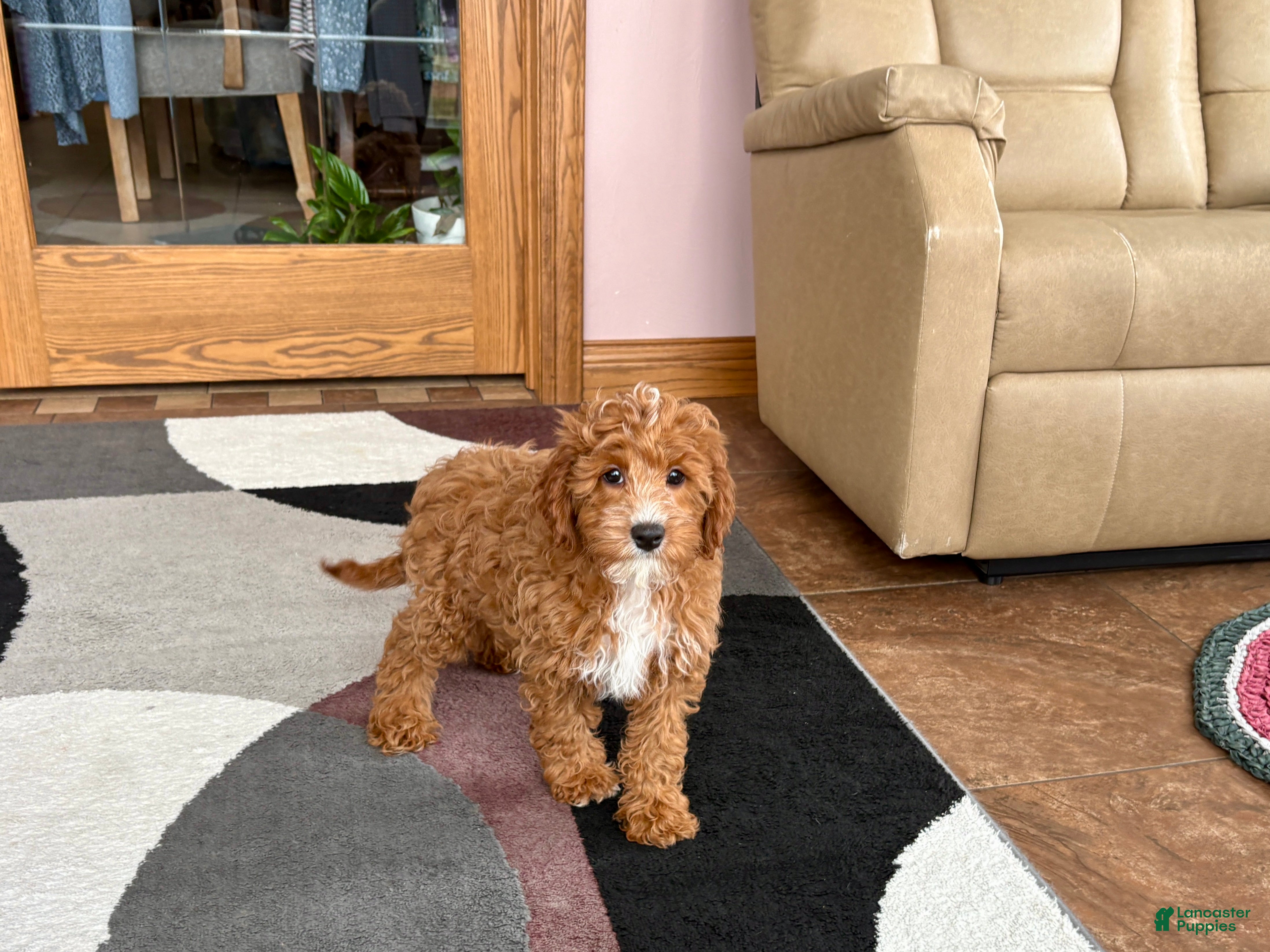 Cavapoo dogs Cavapoo F1b Male Puppy 1 - Ad 2